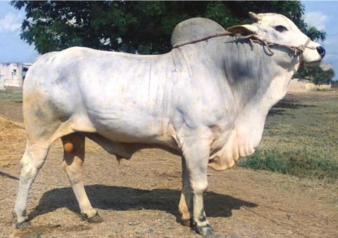Ongole cattle Ongole Dairy Knowledge Portal