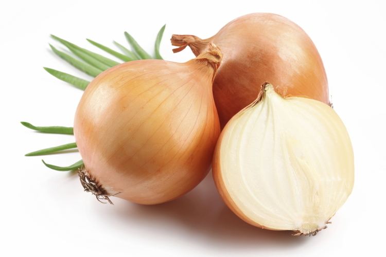 Onion Pet Poison Helpline Onion Poisoning