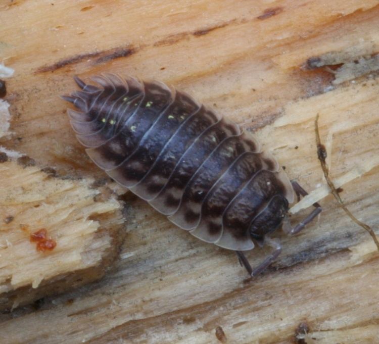 Oniscus Common Shiny Woodlouse Oniscus asellus NatureSpot