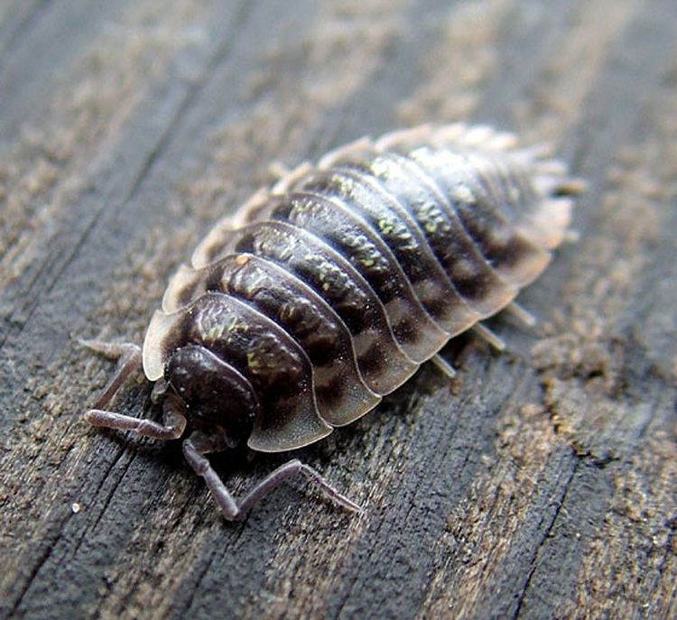 Oniscus asellus Oniscus asellus Common Woodlouse Sighted New York etc Life