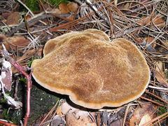 Onnia (fungus) httpsuploadwikimediaorgwikipediacommonsthu