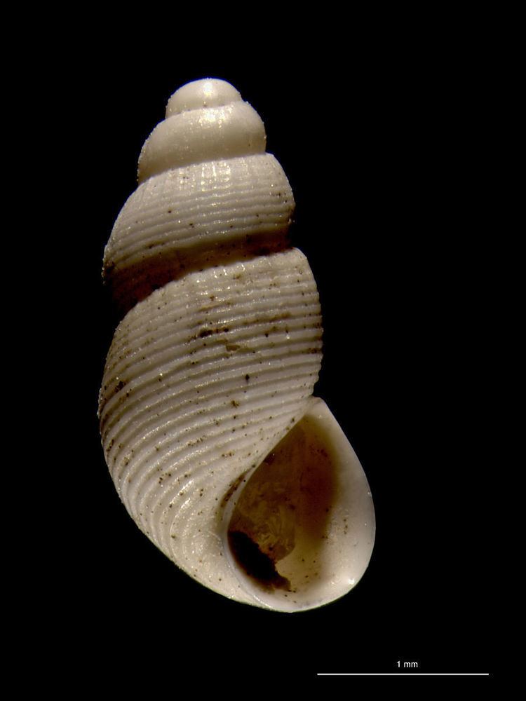 Onoba (gastropod)