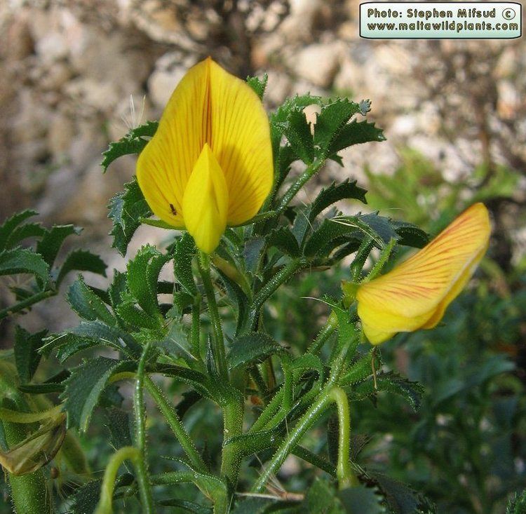 Ononis Wild Plants of Malta amp Gozo Plant Ononis natrix subsp