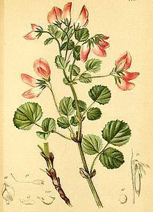 Ononis rotundifolia httpsuploadwikimediaorgwikipediacommonsthu