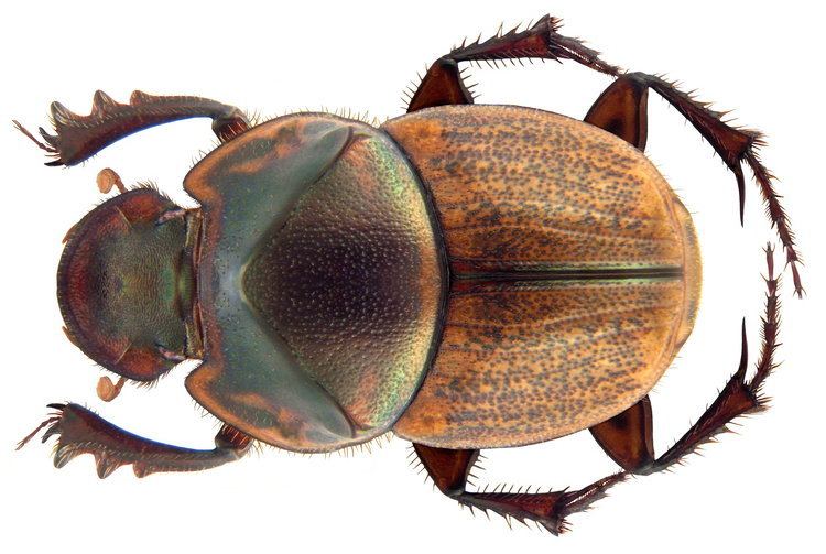 Onthophagus Onthophagus Latreille 1802 Checklist View