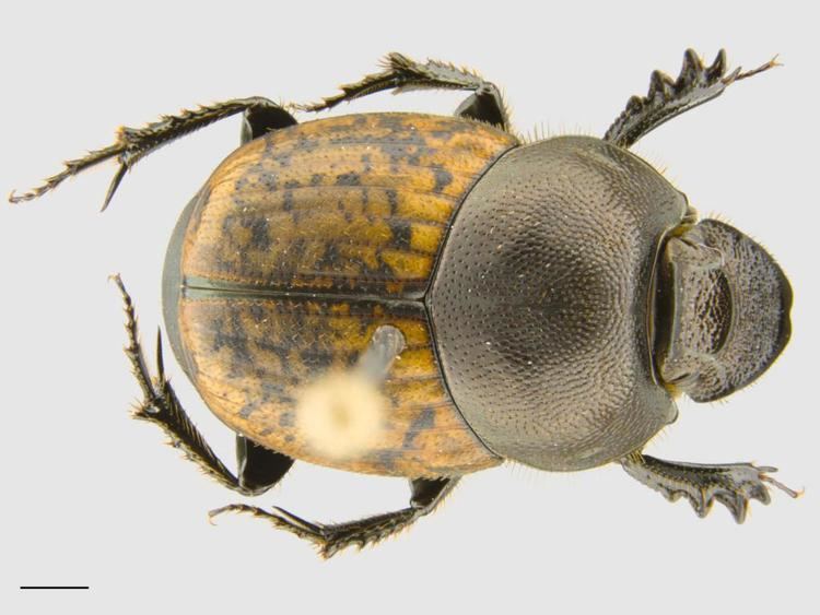 Onthophagus Onthophagus fracticornis Preyssler 1790 BEETLES and BEETLE