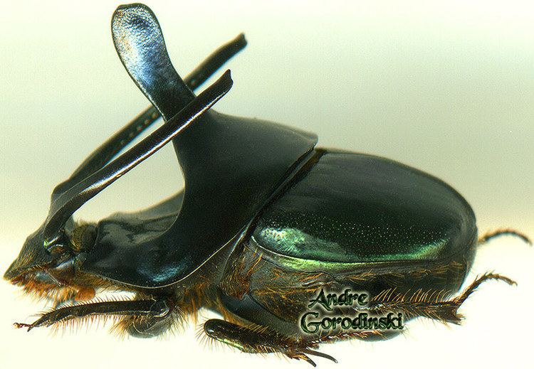 Onthophagus Onthophagus mouhoti
