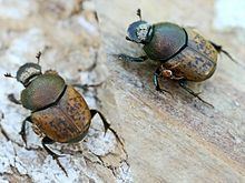 Onthophagus coenobita httpsuploadwikimediaorgwikipediacommonsthu