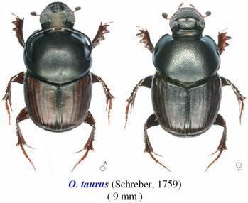 Onthophagus taurus Onthophagus taurus Wikipedia