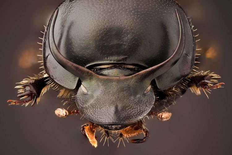Onthophagus taurus Onthophagus taurus Schreber 1759 38 x Canon 5Dmk2 Flickr