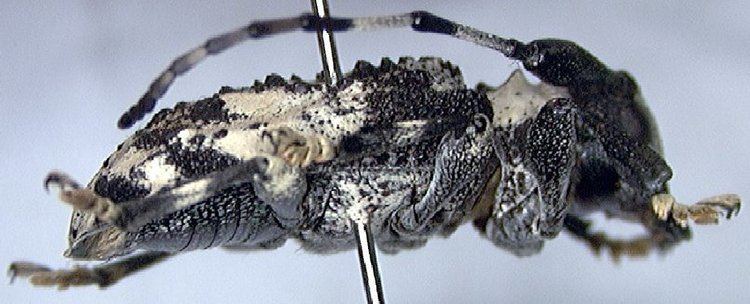Onychocerus albitarsis Cerambycidae Species Details