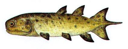 Onychodus Devonian Fish From Dewitt New York Member Collections The
