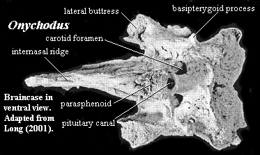 Onychodus Palaeos Vertebrates Sarcopterygii Onychodontiformes
