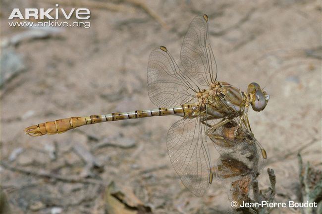 Onychogomphus Faded pincertail videos photos and facts Onychogomphus costae
