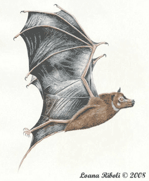 Onychonycteris Ancient 39Clawed Bat39 Reveals Clues to Flying Mammal39s Evolution
