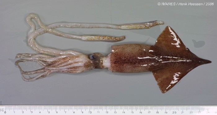 Onychoteuthis WoRMS Photogallery