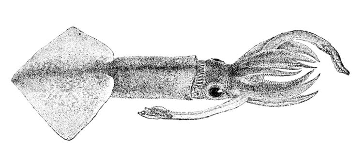 Onychoteuthis FileOnychoteuthis banksii2jpg Wikimedia Commons