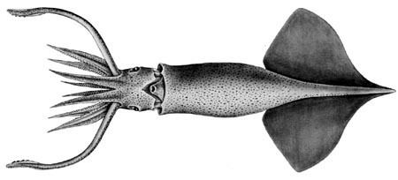 Onychoteuthis borealijaponica