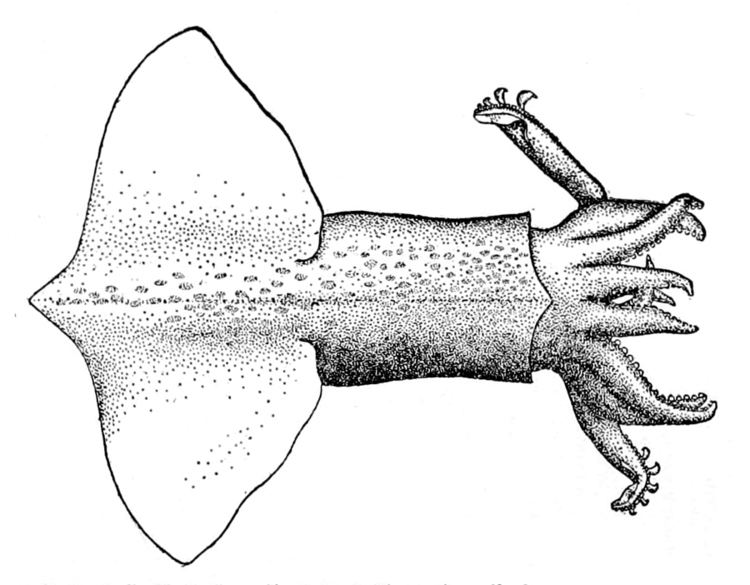 Onychoteuthis compacta