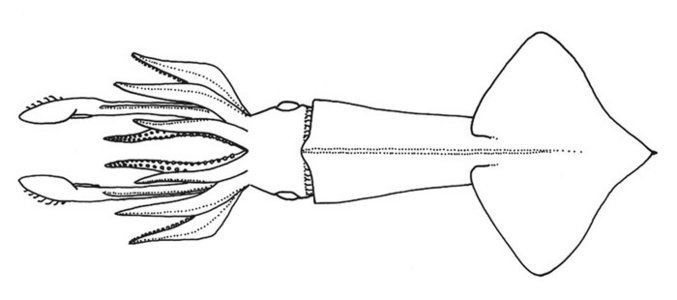 Onychoteuthis Onychoteuthis banksii