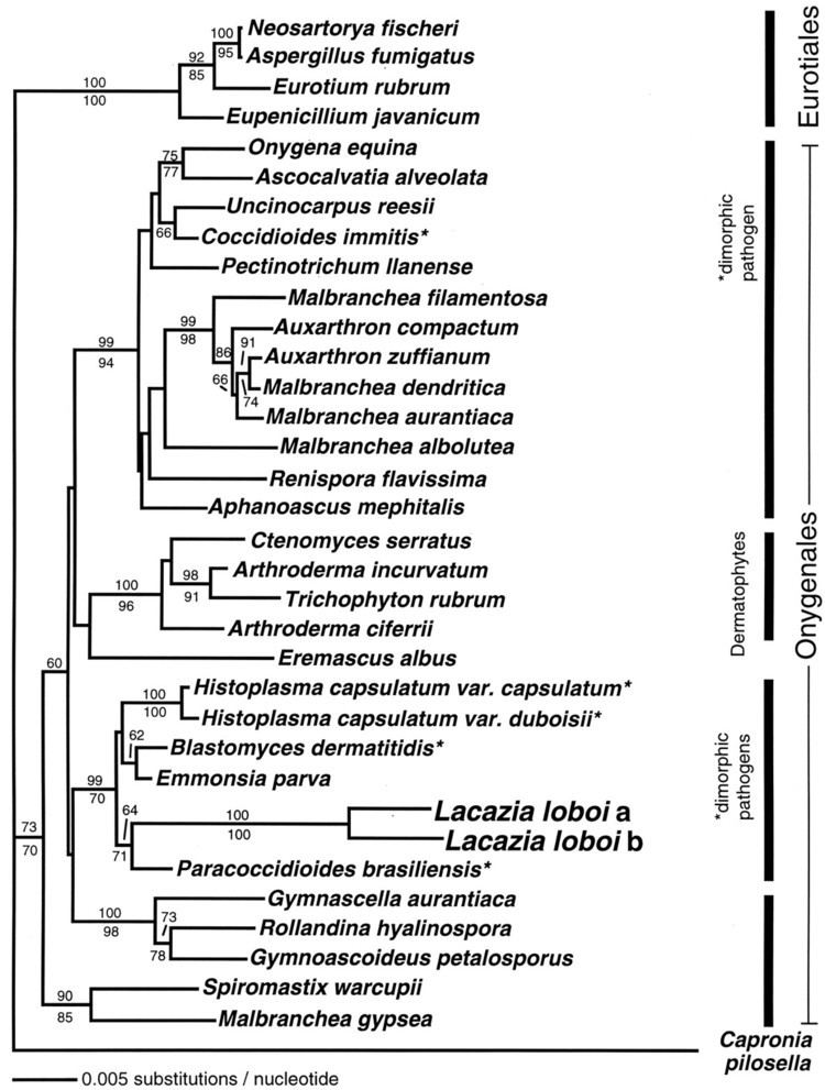 Onygenales Phylogenetic Analysis of Lacazia loboiPlaces This Previously