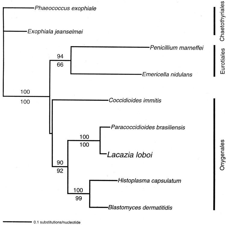 Onygenales Phylogenetic Analysis of Lacazia loboiPlaces This Previously