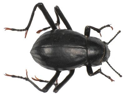 Onymacris unguicularis Beetles of Africa Beetle Details