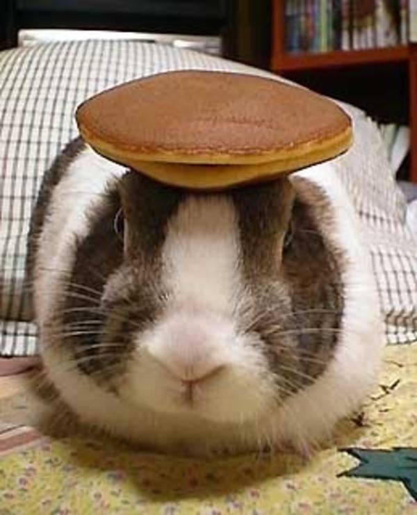 Oolong (rabbit) Pancake Bunny Know Your Meme