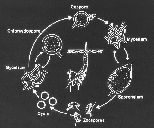 Oomycete Oomycetes