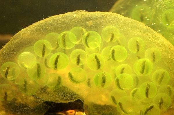 Oophila Algae found living inside salamander embryos Earth EarthSky