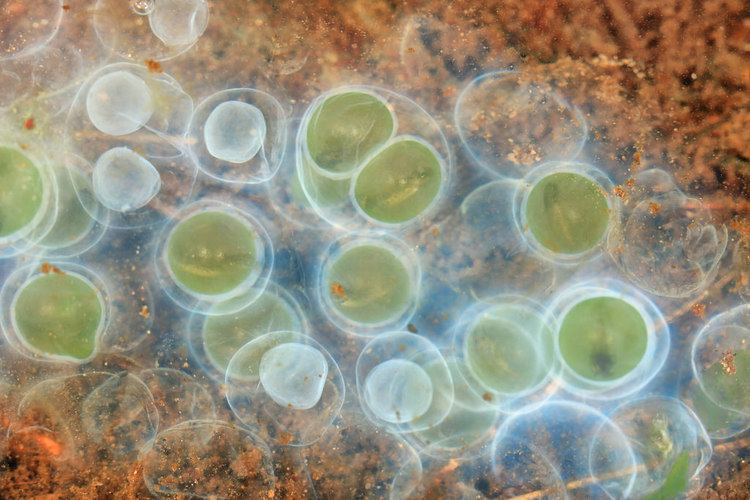Oophila Ambystoma maculatum eggs with Oophila amblystomatis Natu Flickr