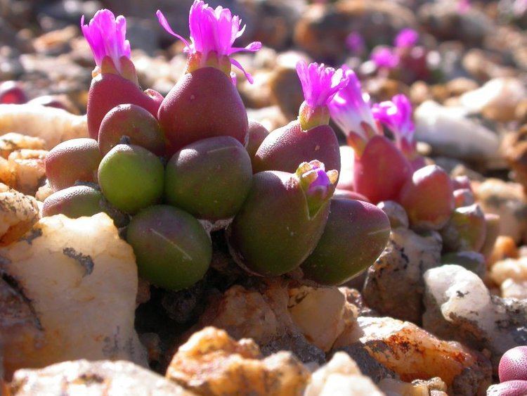 Oophytum Photo Guide to Plants of Southern Africa