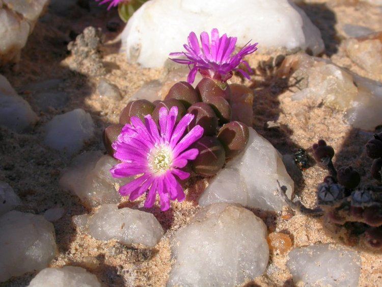 Oophytum Photo Guide to Plants of Southern Africa