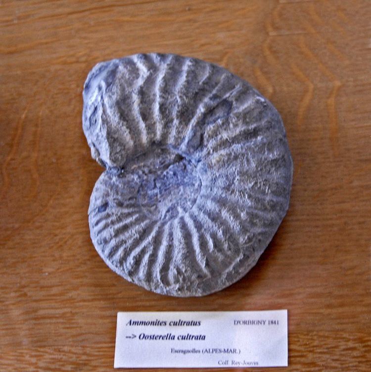 Oosterellidae