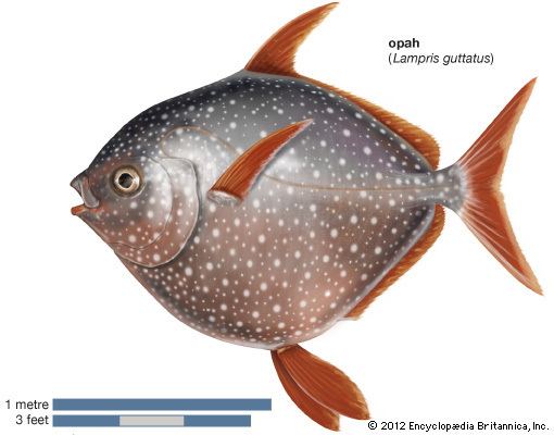 Opah opah fish genus Britannicacom