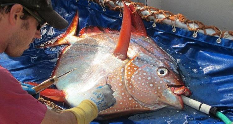 Opah Meet the Opah The First Fully WarmBlooded Fish