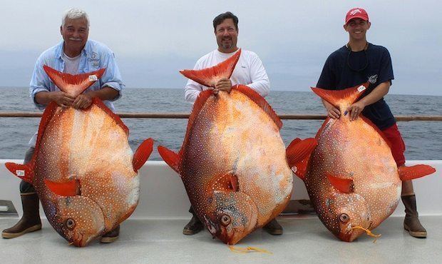 Opah 3 Opah Fish Caught in Southern California