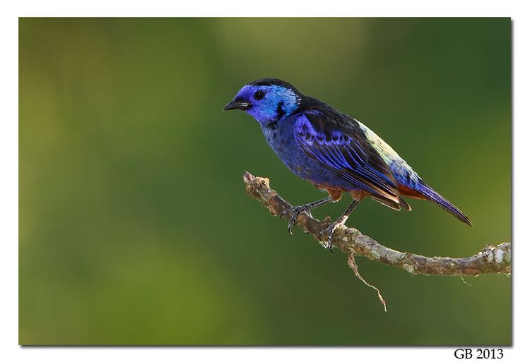 Opal-rumped tanager OPALRUMPED TANAGER