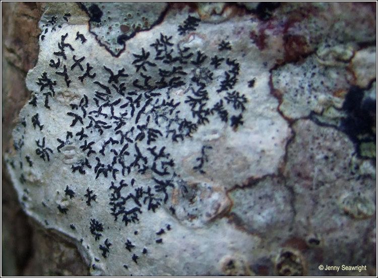 Opegrapha Irish lichens Opegrapha vulgata