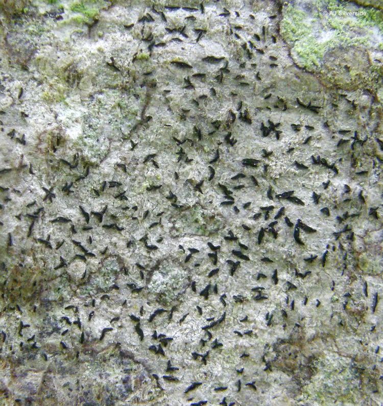 Opegrapha Opegrapha herbarum images of British lichens