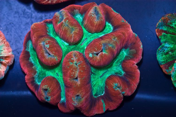 Open brain coral Buy Red Open Brain Coral Online and On Sale at wwwreefhotspotcom