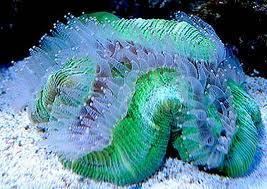 Open brain coral Have you seenCaribbean CoralOpen Brain Coral Tales of the blue