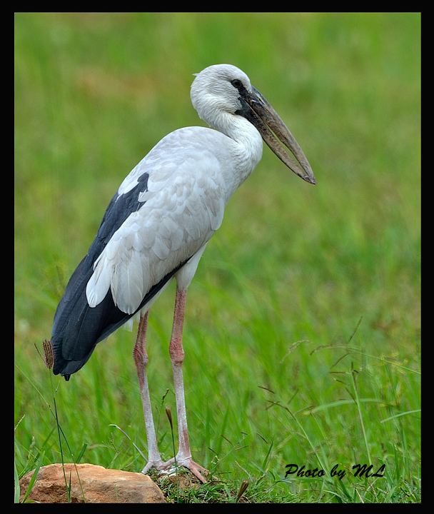 Openbill stork Mystery bird Asian openbill Anastomus oscitans Science The