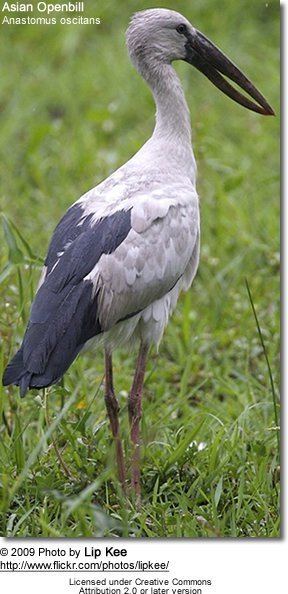 Openbill stork Asian Openbill Storks