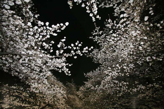 Operation Cherry Blossoms at Night Wine Tasting Vineyards in France Hanami drinking under the