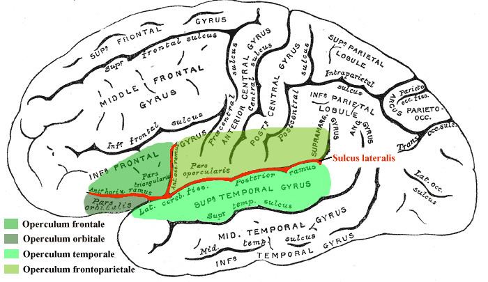 Operculum (brain)