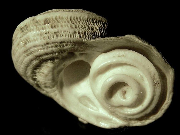 Operculum (gastropod)