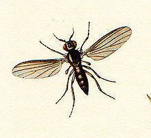Opetiidae httpsuploadwikimediaorgwikipediacommonsthu