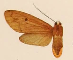 Opharus tricyphoides