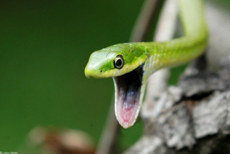 Opheodrys CalPhotos Opheodrys aestivus Rough Green Snake